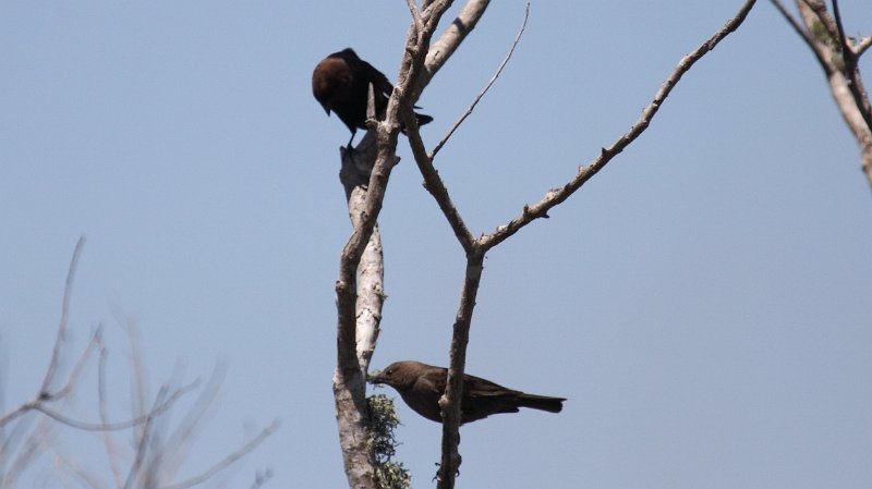 Brown-=headed Cowbird High Island_2010_04_24_3885.JPG